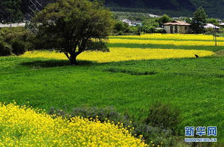 夏日田园风光麦浪与绿树