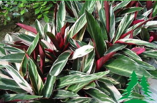 紫背竹芋在室内明亮散射光下的状态