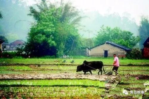 春雨过后绿意盎然的田野