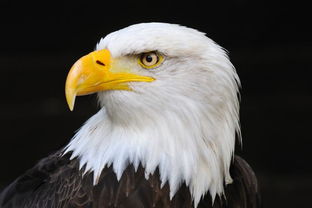 狗狗围攻老鹰画面