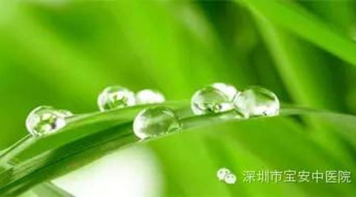 夏日清晨的露珠滴落在叶片上