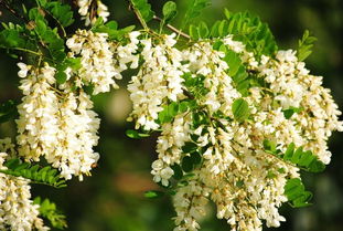 蒸好的槐花配上蒜汁和辣椒