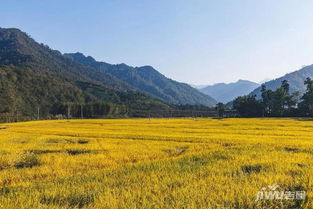 风吹麦浪 奏响丰收曲：我眼中的田野之美