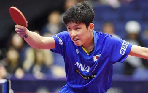 张本智和比赛中神情专注