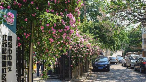蔷薇花海背景下的城市街道