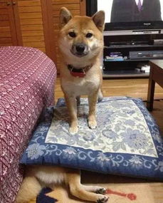 黑犬酱与白兔酱的婚礼现场