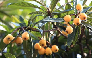 年轻人在果园采摘金黄枇杷