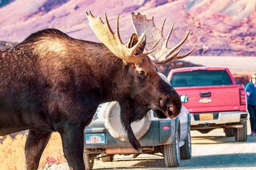 黄石公园野生鹿