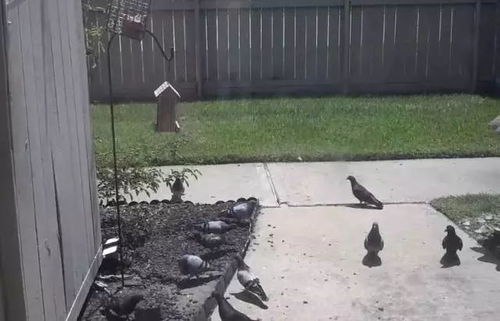 一个人在自家后院测试自制篮板