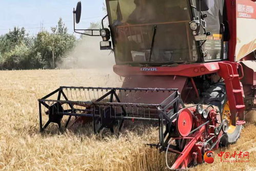 机械收割金色麦穗