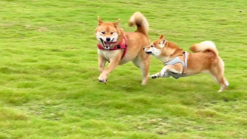 黑犬酱结婚：一场萌宠与真爱的浪漫婚礼，感动全网