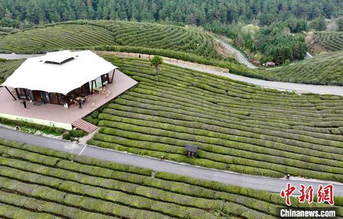 第六十章 大队茶园承包权：一场改变命运的争夺战