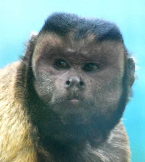 国字脸猴子“大壮”去世，曾因方脸“丑”出圈