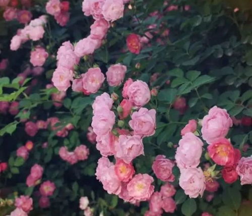 蔷薇花与女孩合影唯美场景