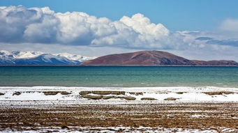 西藏纳木错湖畔野生动物