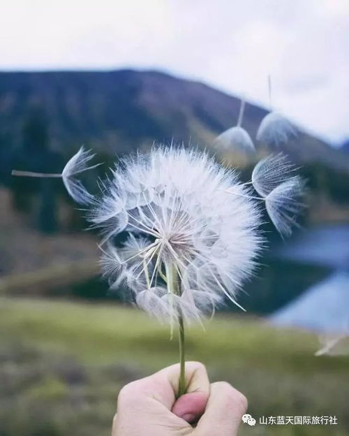 田野中盛开的野花