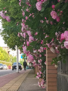 蔷薇盛开 一墙浪漫｜我在初夏邂逅了这座城市的温柔花事