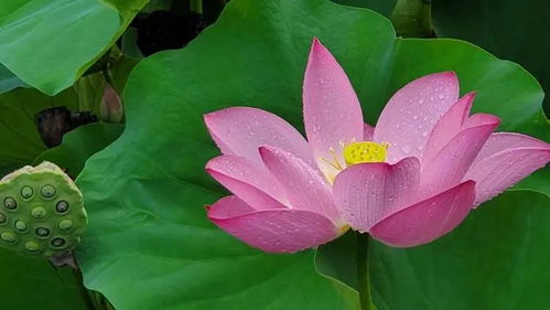 鱼游荷上露具象化，抖音上的艺术共鸣与生活感悟