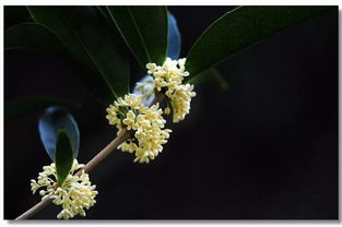 似菊非秋菊，夏至绽芳华：八月桂花与盛夏的浪漫邂逅