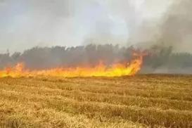 智能农业如何“慧”丰收？我在一线亲眼见证科技改变麦田