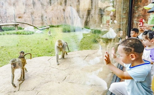 小象申申在武汉动物园玩耍