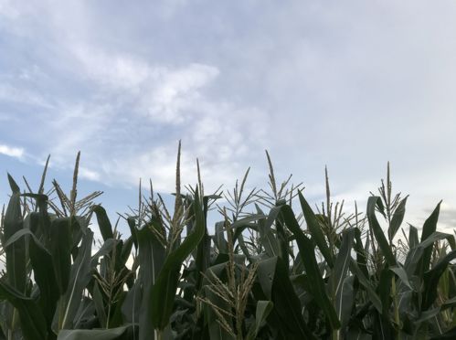 问道 | 小满：人生至味是“未满”