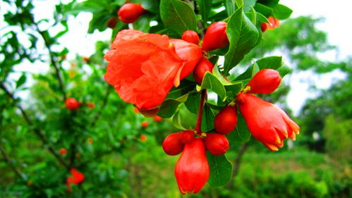 窗台前的石榴花和微光