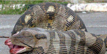 动物专家处理蟒蛇现场