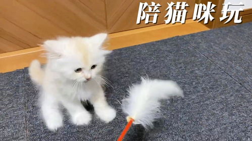 逗猫棒吸引猫咪注意