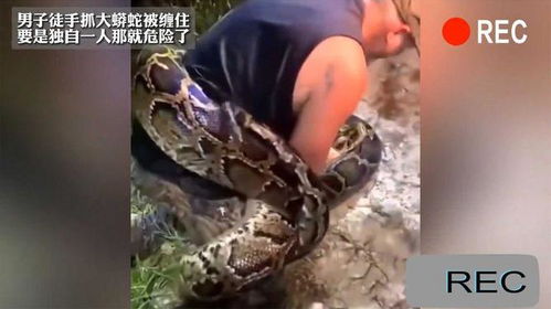苏新皓被蟒蛇缠住腿瞬间