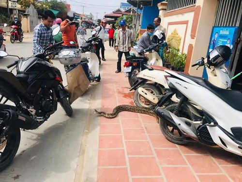蟒蛇被送往野生动物保护区