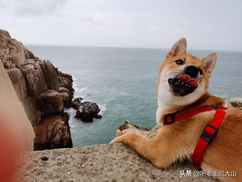 网友评论狗拉车事件