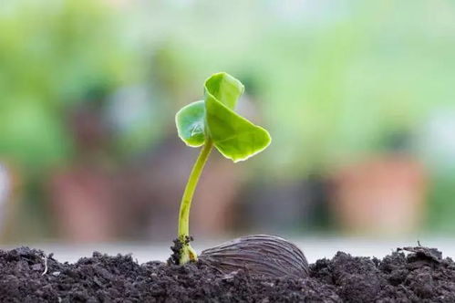 生命成长的象征