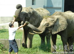 武汉动物园大象馆全景图