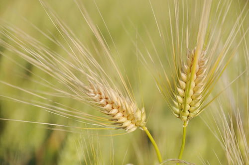 小满时节，感悟自然的节奏与生活的智慧