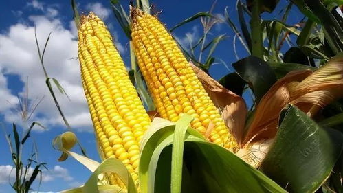 玉米耐寒性基因COOL1研究结果图表