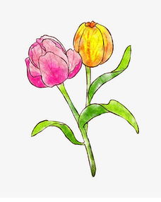 一张手绘的郁金香作品