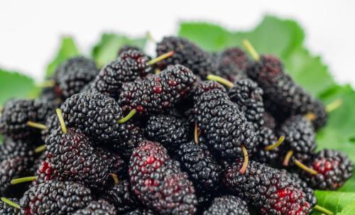 女子用椰子壳去除桑葚汁过程图