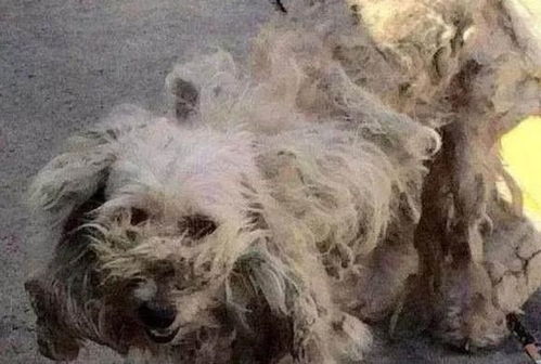 一只脏兮兮的小狗在垃圾桶旁