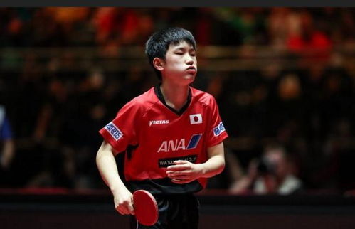 张本智和在比赛中专注击球