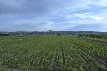 田野上出现大片空白区域的景象