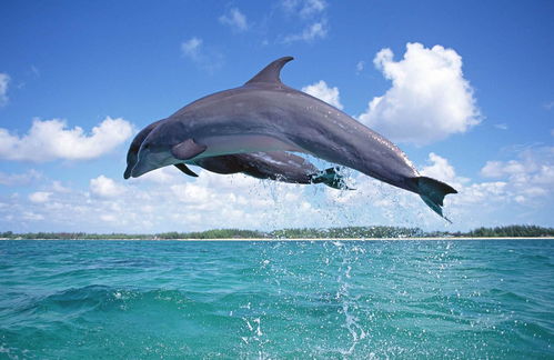 海豚智驾版白色前脸特写