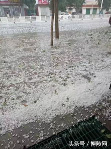 河南小麦‘颗粒无收’？谣言止于智者，真相来了！