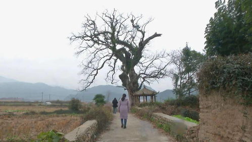 林业专家正在检查古树健康状况