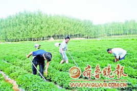 基层年轻干部在田间指导农业技术