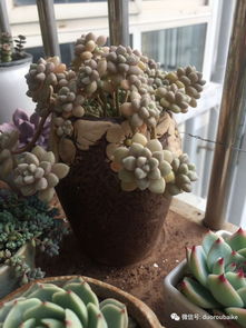 阳光下的多肉植物