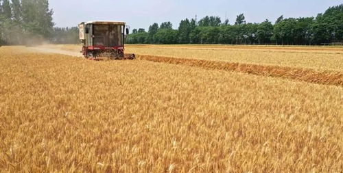 冬小麦开镰、春播加速！我在田间看丰收的希望