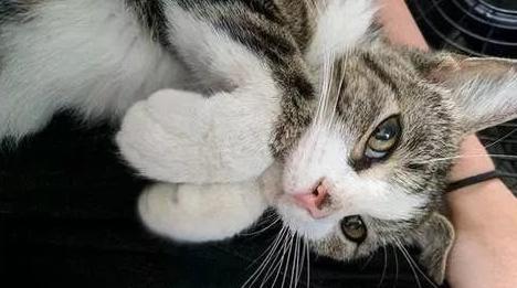 三人造谣虐猫网暴他人被拘：网络暴力何时休？