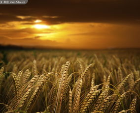 风吹倒的小麦田景象