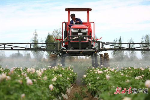 机械化耕作的高标准农田实景